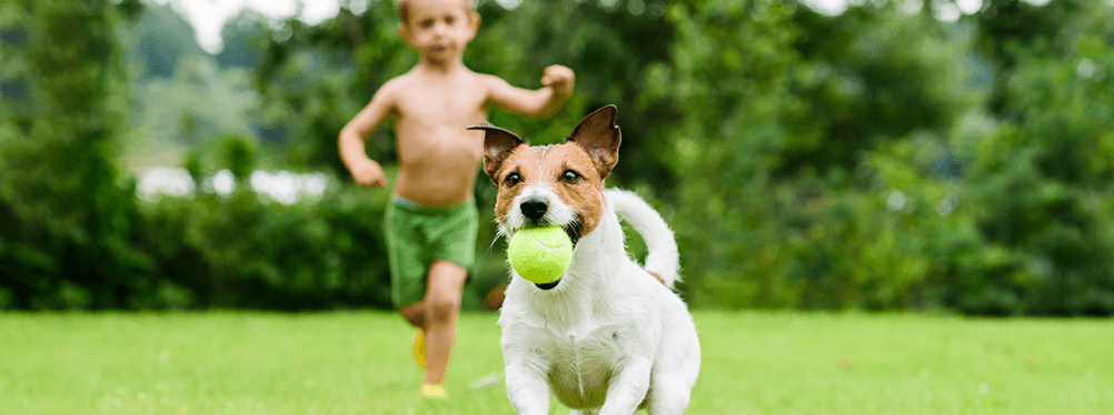 Dog with a ball in its mouth and toddler boy running on the grass.